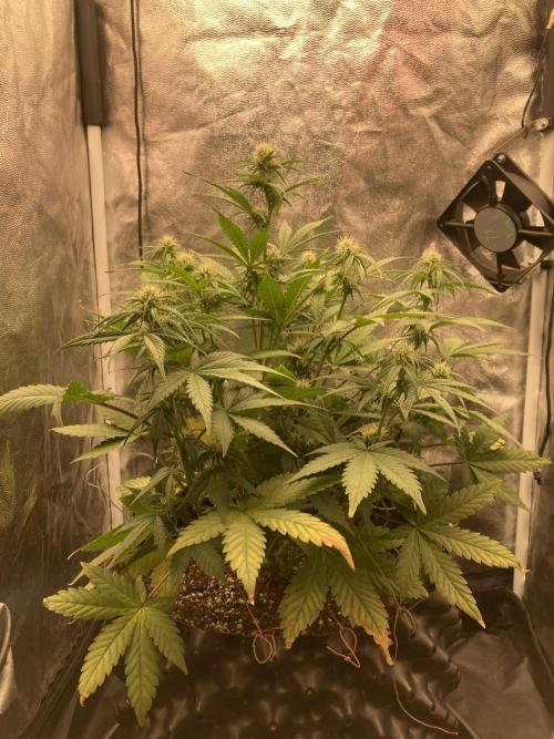 Auto | 10th. Week 7 - Day 43