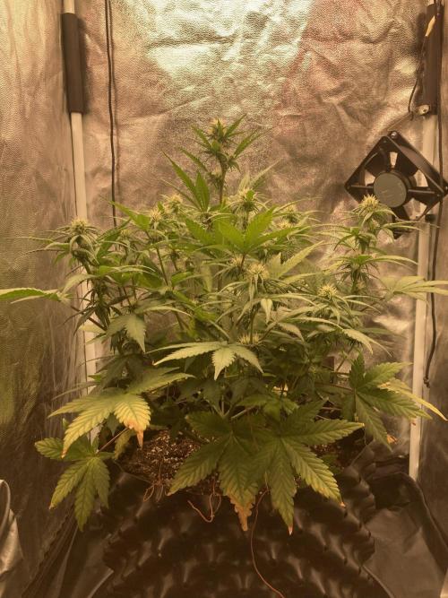Auto | 10th. Week 7 - Day 44