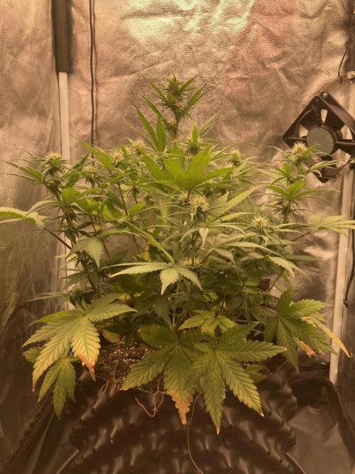 Auto | 10th. Week 7 - Day 45