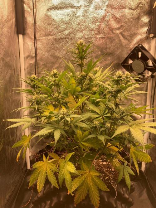 Auto | 10th. Week 7 - Day 46