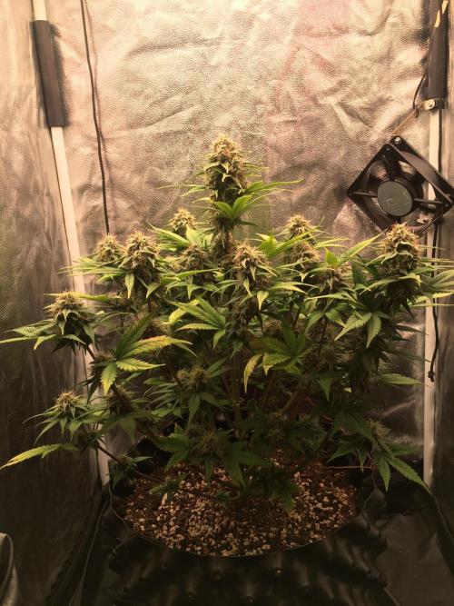Auto | 10th. Week 9 - Day 62