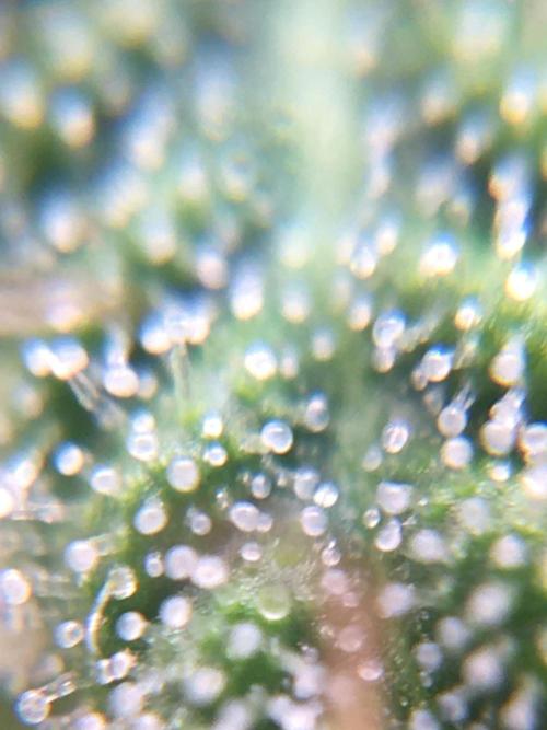 Auto | 10th. Week 9 - Day 62 trichomes