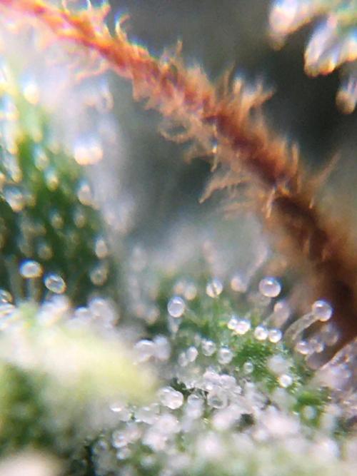 Auto | 10th. Week 9 - Day 62 trichomes