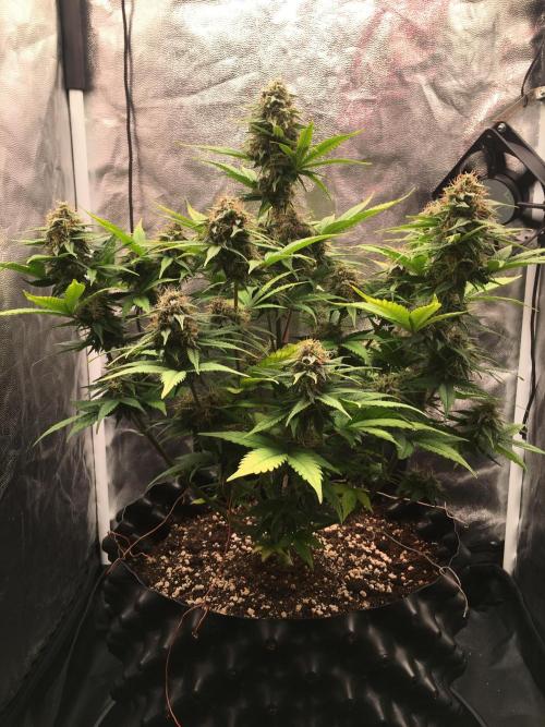 Auto | 10th. Week 9 - Day 63