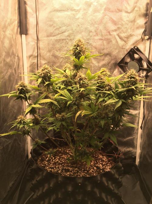 Auto | 10th. Week 10 - Day 64