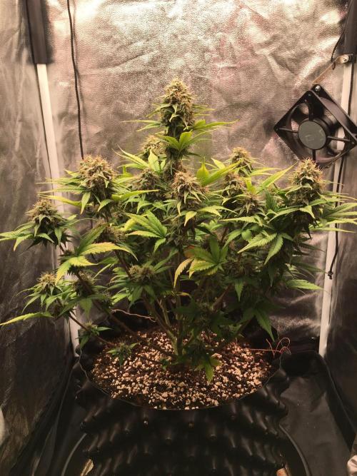 Auto | 10th. Week 10 - Day 65