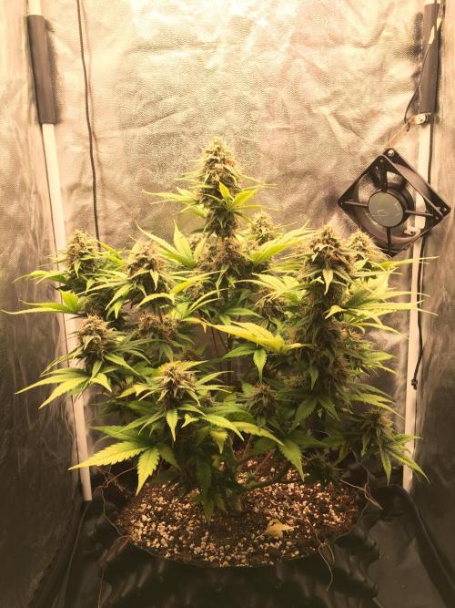 Auto | 10th. Week 10 - Day 66