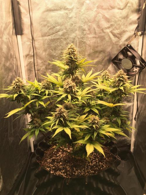 Auto | 10th. Week 10 - Day 67