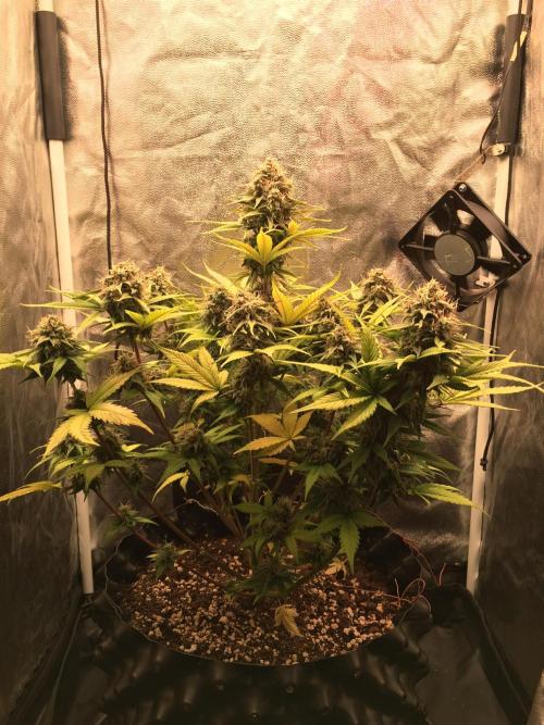 Auto | 10th. Week 10 - Day 69