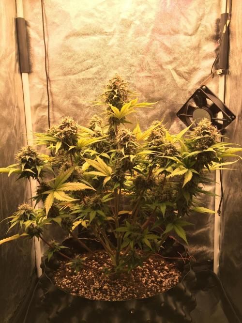 Auto | 10th. Week 10 - Day 70