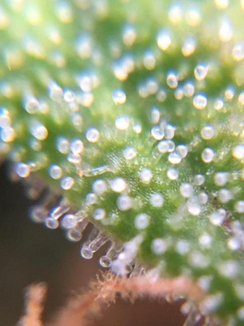 Auto | 10th. Week 10 - Day 70 trichomes