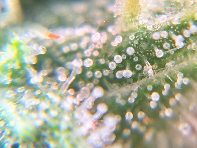 Auto | 10th. Week 10 - Day 70 trichomes