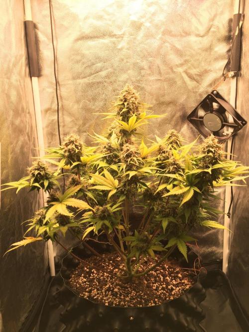 Auto | 10th. Week 11 - Day 71