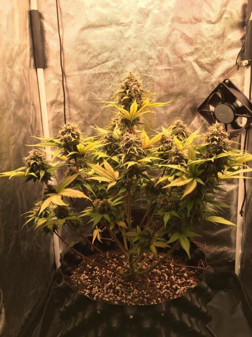 Auto | 10th. Week 11 - Day 72