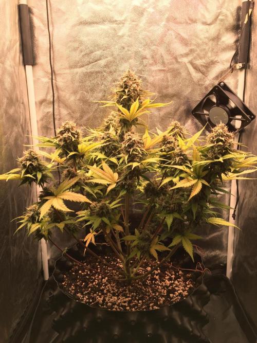 Auto | 10th. Week 11 - Day 73