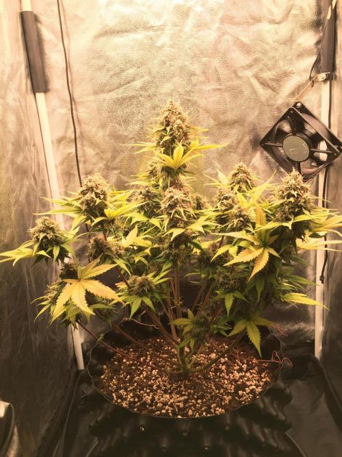Auto | 10th. Week 11 - Day 74