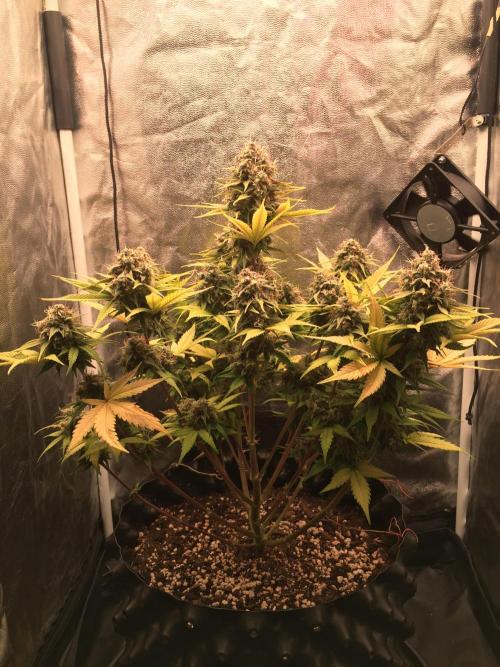 Auto | 10th. Week 11 - Day 75