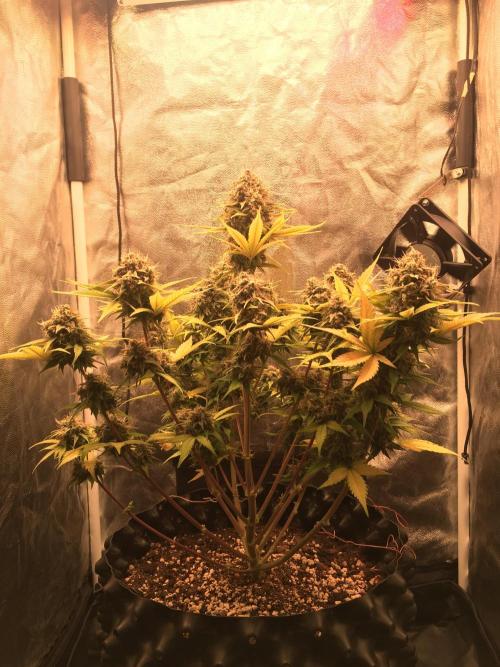 Auto | 10th. Week 11 - Day 76