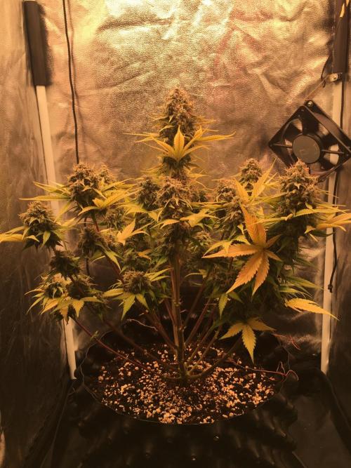 Auto | 10th. Week 11 - Day 77