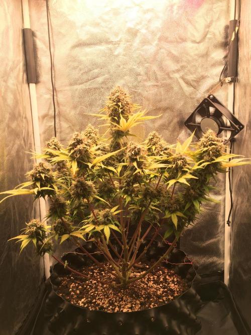 Auto | 10th. Week 12 - Day 78