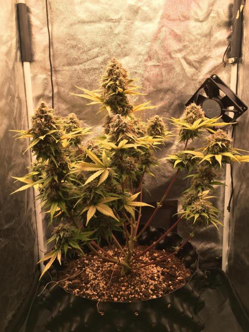 Auto | 10th. Week 12 - Day 80 last day
