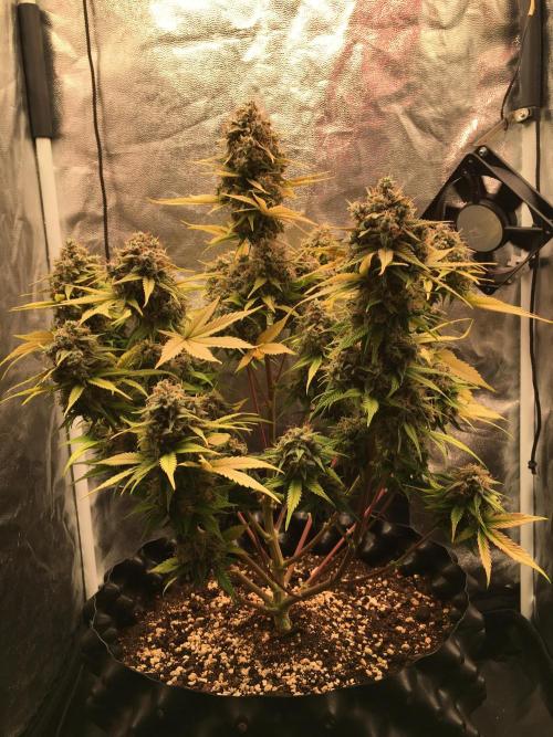 Auto | 10th. Week 12 - plant