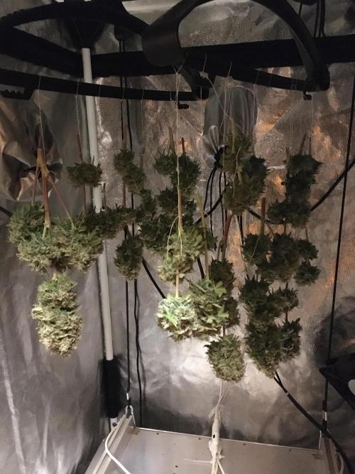 Auto | 10th. Week 12 - flowers