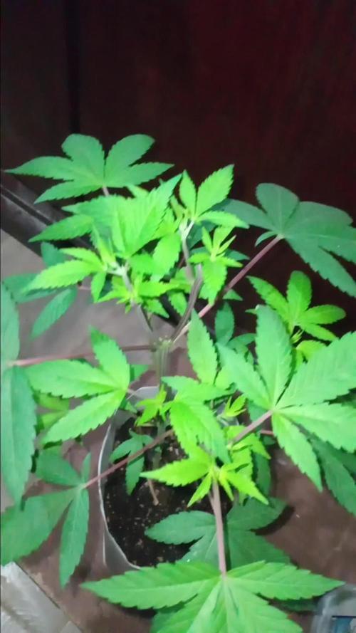 MOBY DICK-BARNEYS FARM