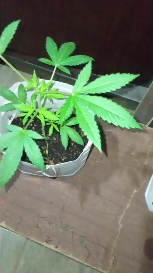 MOBY DICK-BARNEYS FARM