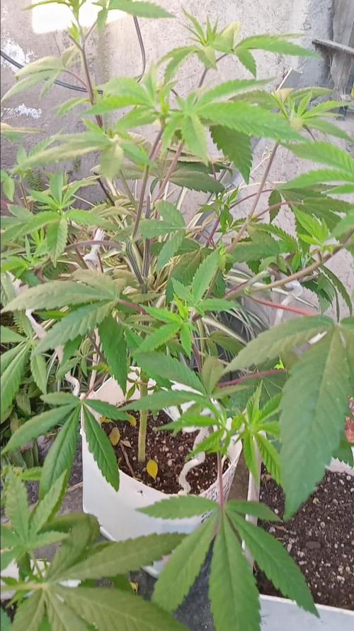 MOBY DICK-BARNEYS FARM