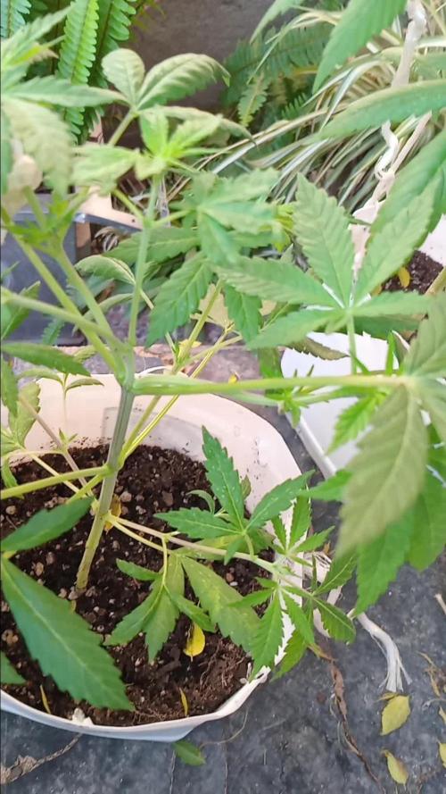 MOBY DICK-BARNEYS FARM