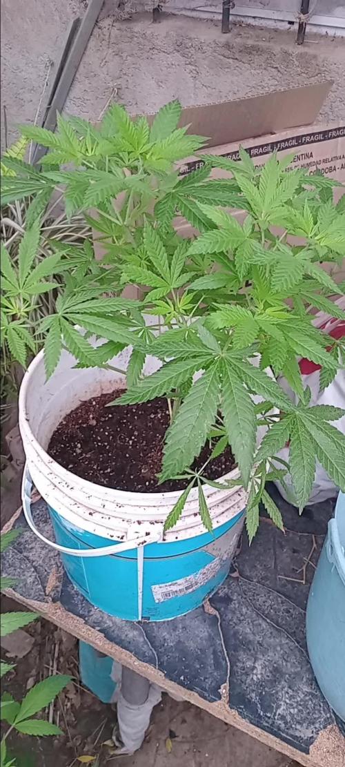MOBY DICK-BARNEYS FARM