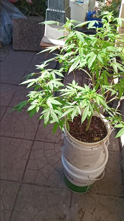 MOBY DICK-BARNEYS FARM