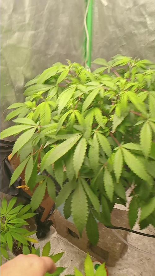 MOBY DICK - ESQUEJES- DWC