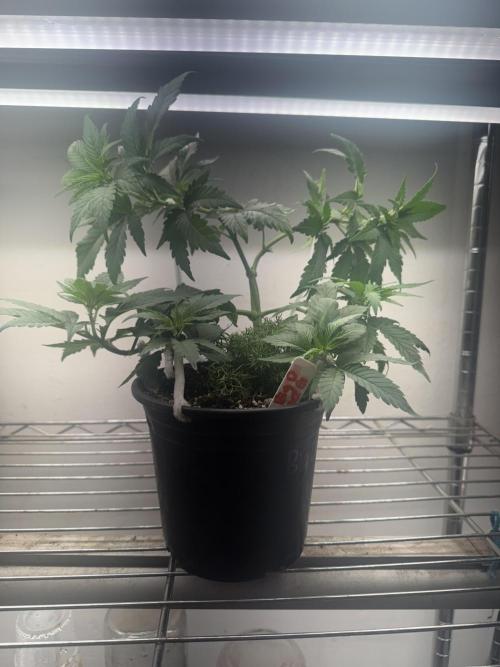 CBD & Ethos Run Under Mars Hydro LED. Week 7