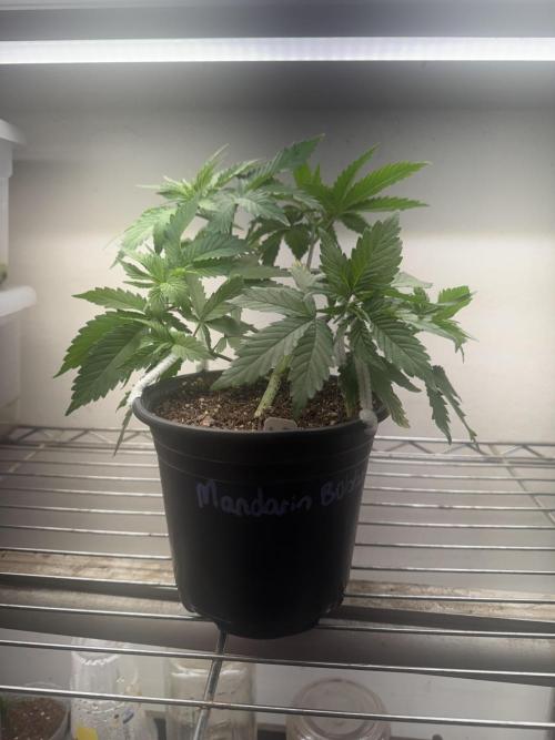 CBD & Ethos Run Under Mars Hydro LED. Week 7