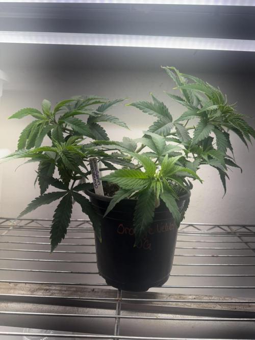 CBD & Ethos Run Under Mars Hydro LED. Week 7