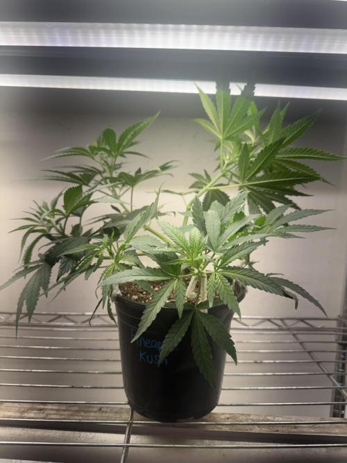 CBD & Ethos Run Under Mars Hydro LED. Week 7