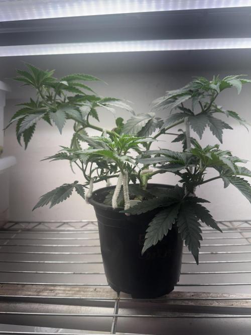 CBD & Ethos Run Under Mars Hydro LED. Week 7