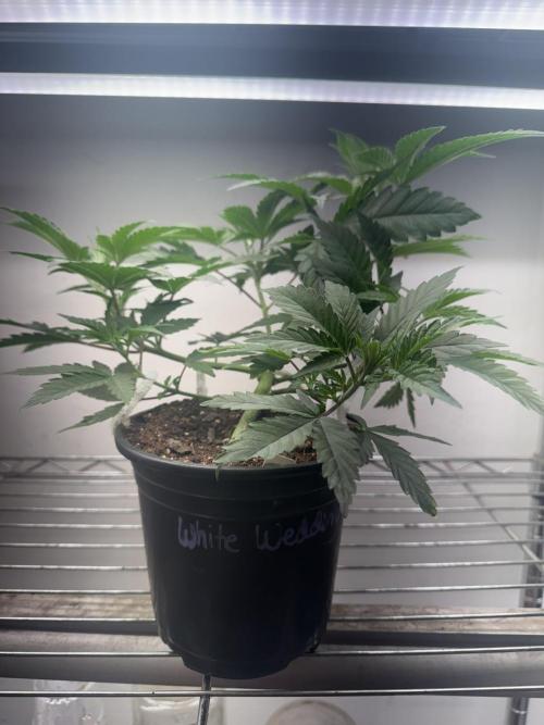 CBD & Ethos Run Under Mars Hydro LED. Week 7