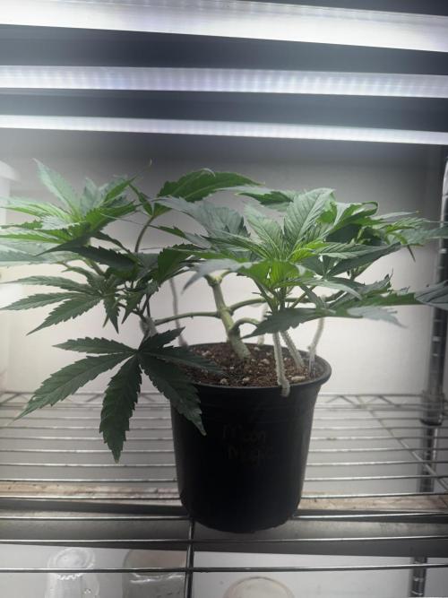 CBD & Ethos Run Under Mars Hydro LED. Week 7