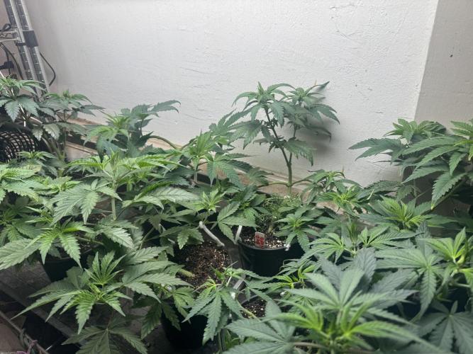 CBD & Ethos Run Under Mars Hydro LED. Week 7