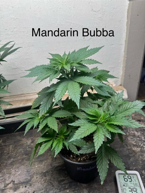 CBD & Ethos Run Under Mars Hydro LED. Week 8