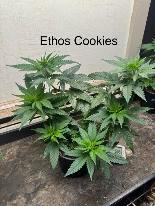 CBD & Ethos Run Under Mars Hydro LED. Week 8