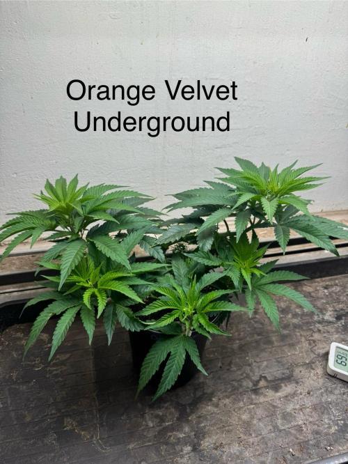 CBD & Ethos Run Under Mars Hydro LED. Week 8