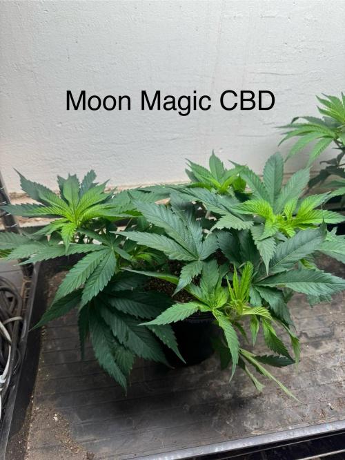 CBD & Ethos Run Under Mars Hydro LED. Week 8