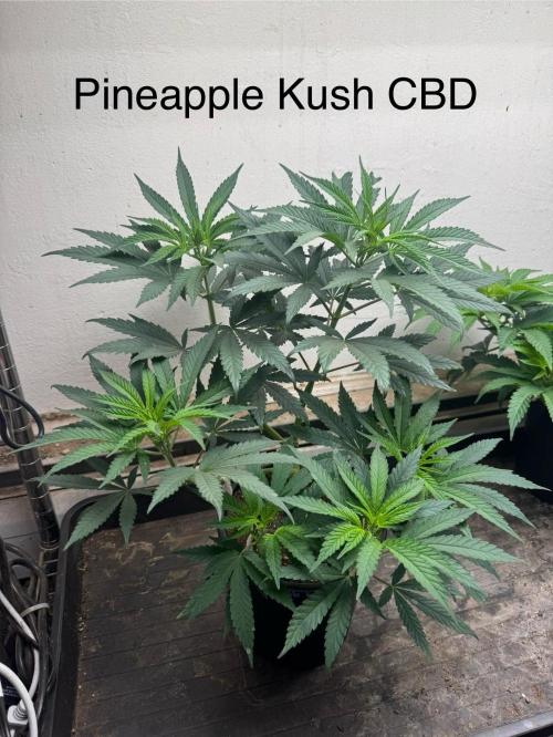 CBD & Ethos Run Under Mars Hydro LED. Week 8