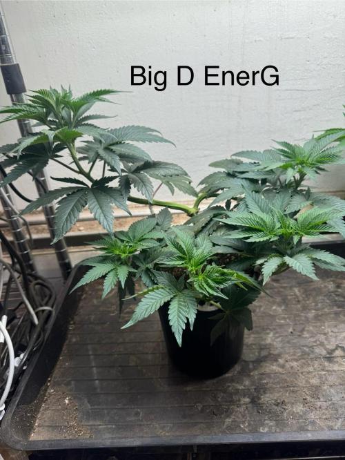 CBD & Ethos Run Under Mars Hydro LED. Week 8