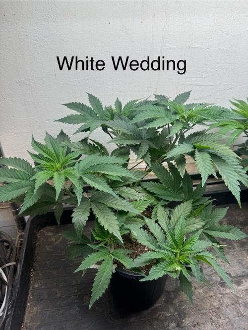 CBD & Ethos Run Under Mars Hydro LED. Week 8