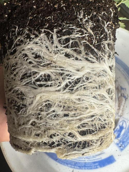 CBD & Ethos Run Under Mars Hydro LED. Week 8